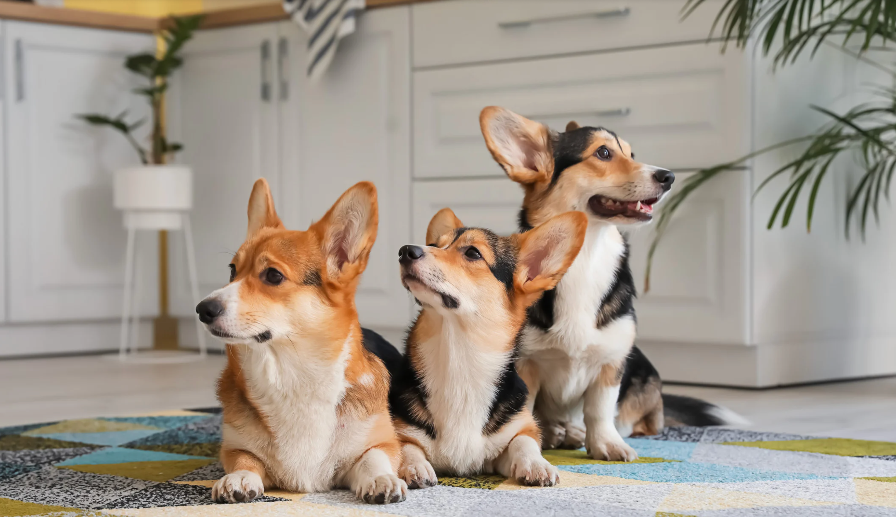 寵物飼料, 狗狗主食罐, 貓咪主食罐, 主食罐推薦, 副食罐推薦, 無穀飼料, 有機寵物糧, 冷凍乾燥糧, 高肉量配方乾糧, 寵物罐頭推薦, 天然寵物糧, 寵物營養主食, 幼犬乾糧, 成犬濕糧, 高齡犬飼料, 幼貓乾糧, 老貓濕糧, 全齡貓主食糧, 低敏配方飼料, 腸胃保健飼料, 關節保健乾糧, 美毛護膚飼料, 控制體重飼料, 尿道保健飼料, 泌尿道健康配方, 心臟保健飼料, 牙齒清潔乾糧, 無穀飼料推薦, 寵物高蛋白飼料, 天然成分狗糧, 有機飼料品牌, 無添加飼料, 添加維生素礦物質, 寵物乾糧, 寵物濕糧, 寵物罐頭, 貓罐頭, 貓乾糧推介, 貓乾糧推介2025, 貓濕糧推介, 貓濕糧推介2025, 貓零食推介, 貓零食推介2025, 狗乾糧推介, 狗乾糧推介2025, 狗濕糧推介2025, 狗濕糧推介, 狗零食推介2025, 狗零食推介, 寵物保健, 寵物保健品 貓咪保健, 貓貓保健品 狗狗保健, 狗狗保健品, 狗狗益生菌, 貓貓益生菌, 寵物營養補充, 寵物營養食品, 貓用複合賴氨酸, 寵物毛髮保健, 狗毛髮保健, 貓毛髮保健, 狗關節保健, 貓關節保健, 狗腸胃保健, 貓腸