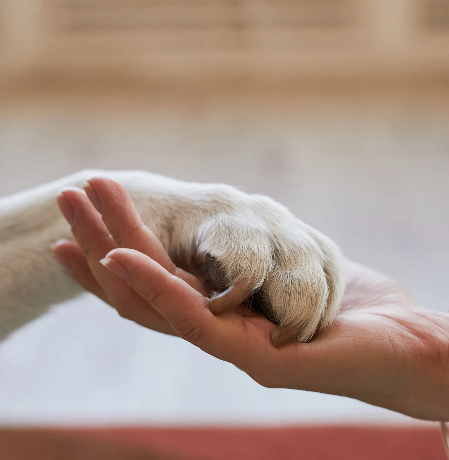 寵物飼料, 狗狗主食罐, 貓咪主食罐, 主食罐推薦, 副食罐推薦, 無穀飼料, 有機寵物糧, 冷凍乾燥糧, 高肉量配方乾糧, 寵物罐頭推薦, 天然寵物糧, 寵物營養主食, 幼犬乾糧, 成犬濕糧, 高齡犬飼料, 幼貓乾糧, 老貓濕糧, 全齡貓主食糧, 低敏配方飼料, 腸胃保健飼料, 關節保健乾糧, 美毛護膚飼料, 控制體重飼料, 尿道保健飼料, 泌尿道健康配方, 心臟保健飼料, 牙齒清潔乾糧, 無穀飼料推薦, 寵物高蛋白飼料, 天然成分狗糧, 有機飼料品牌, 無添加飼料, 添加維生素礦物質, 寵物乾糧, 寵物濕糧, 寵物罐頭, 貓罐頭, 貓乾糧推介, 貓乾糧推介2025, 貓濕糧推介, 貓濕糧推介2025, 貓零食推介, 貓零食推介2025, 狗乾糧推介, 狗乾糧推介2025, 狗濕糧推介2025, 狗濕糧推介, 狗零食推介2025, 狗零食推介, 寵物保健, 寵物保健品 貓咪保健, 貓貓保健品 狗狗保健, 狗狗保健品, 狗狗益生菌, 貓貓益生菌, 寵物營養補充, 寵物營養食品, 貓用複合賴氨酸, 寵物毛髮保健, 狗毛髮保健, 貓毛髮保健, 狗關節保健, 貓關節保健, 狗腸胃保健, 貓腸
