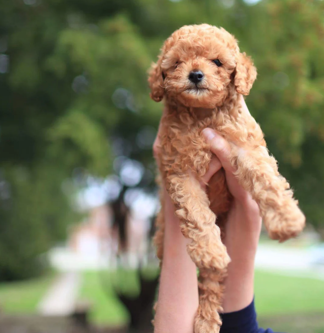 寵物飼料, 狗狗主食罐, 貓咪主食罐, 主食罐推薦, 副食罐推薦, 無穀飼料, 有機寵物糧, 冷凍乾燥糧, 高肉量配方乾糧, 寵物罐頭推薦, 天然寵物糧, 寵物營養主食, 幼犬乾糧, 成犬濕糧, 高齡犬飼料, 幼貓乾糧, 老貓濕糧, 全齡貓主食糧, 低敏配方飼料, 腸胃保健飼料, 關節保健乾糧, 美毛護膚飼料, 控制體重飼料, 尿道保健飼料, 泌尿道健康配方, 心臟保健飼料, 牙齒清潔乾糧, 無穀飼料推薦, 寵物高蛋白飼料, 天然成分狗糧, 有機飼料品牌, 無添加飼料, 添加維生素礦物質, 寵物乾糧, 寵物濕糧, 寵物罐頭, 貓罐頭, 貓乾糧推介, 貓乾糧推介2025, 貓濕糧推介, 貓濕糧推介2025, 貓零食推介, 貓零食推介2025, 狗乾糧推介, 狗乾糧推介2025, 狗濕糧推介2025, 狗濕糧推介, 狗零食推介2025, 狗零食推介, 寵物保健, 寵物保健品 貓咪保健, 貓貓保健品 狗狗保健, 狗狗保健品, 狗狗益生菌, 貓貓益生菌, 寵物營養補充, 寵物營養食品, 貓用複合賴氨酸, 寵物毛髮保健, 狗毛髮保健, 貓毛髮保健, 狗關節保健, 貓關節保健, 狗腸胃保健, 貓腸