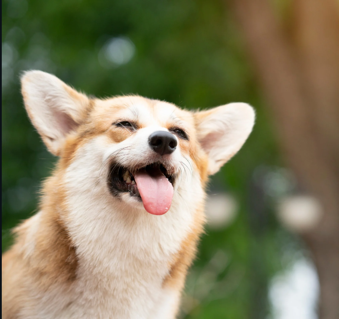 寵物飼料, 狗狗主食罐, 貓咪主食罐, 主食罐推薦, 副食罐推薦, 無穀飼料, 有機寵物糧, 冷凍乾燥糧, 高肉量配方乾糧, 寵物罐頭推薦, 天然寵物糧, 寵物營養主食, 幼犬乾糧, 成犬濕糧, 高齡犬飼料, 幼貓乾糧, 老貓濕糧, 全齡貓主食糧, 低敏配方飼料, 腸胃保健飼料, 關節保健乾糧, 美毛護膚飼料, 控制體重飼料, 尿道保健飼料, 泌尿道健康配方, 心臟保健飼料, 牙齒清潔乾糧, 無穀飼料推薦, 寵物高蛋白飼料, 天然成分狗糧, 有機飼料品牌, 無添加飼料, 添加維生素礦物質, 寵物乾糧, 寵物濕糧, 寵物罐頭, 貓罐頭, 貓乾糧推介, 貓乾糧推介2025, 貓濕糧推介, 貓濕糧推介2025, 貓零食推介, 貓零食推介2025, 狗乾糧推介, 狗乾糧推介2025, 狗濕糧推介2025, 狗濕糧推介, 狗零食推介2025, 狗零食推介, 寵物保健, 寵物保健品 貓咪保健, 貓貓保健品 狗狗保健, 狗狗保健品, 狗狗益生菌, 貓貓益生菌, 寵物營養補充, 寵物營養食品, 貓用複合賴氨酸, 寵物毛髮保健, 狗毛髮保健, 貓毛髮保健, 狗關節保健, 貓關節保健, 狗腸胃保健, 貓腸