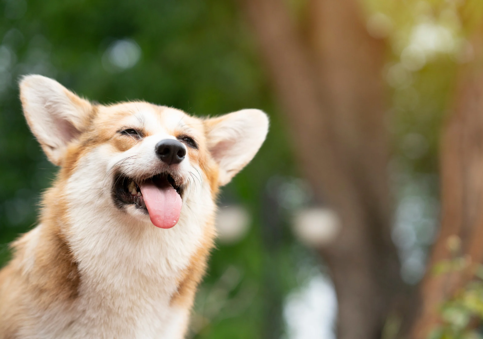 寵物飼料, 狗狗主食罐, 貓咪主食罐, 主食罐推薦, 副食罐推薦, 無穀飼料, 有機寵物糧, 冷凍乾燥糧, 高肉量配方乾糧, 寵物罐頭推薦, 天然寵物糧, 寵物營養主食, 幼犬乾糧, 成犬濕糧, 高齡犬飼料, 幼貓乾糧, 老貓濕糧, 全齡貓主食糧, 低敏配方飼料, 腸胃保健飼料, 關節保健乾糧, 美毛護膚飼料, 控制體重飼料, 尿道保健飼料, 泌尿道健康配方, 心臟保健飼料, 牙齒清潔乾糧, 無穀飼料推薦, 寵物高蛋白飼料, 天然成分狗糧, 有機飼料品牌, 無添加飼料, 添加維生素礦物質, 寵物乾糧, 寵物濕糧, 寵物罐頭, 貓罐頭, 貓乾糧推介, 貓乾糧推介2025, 貓濕糧推介, 貓濕糧推介2025, 貓零食推介, 貓零食推介2025, 狗乾糧推介, 狗乾糧推介2025, 狗濕糧推介2025, 狗濕糧推介, 狗零食推介2025, 狗零食推介, 寵物保健, 寵物保健品 貓咪保健, 貓貓保健品 狗狗保健, 狗狗保健品, 狗狗益生菌, 貓貓益生菌, 寵物營養補充, 寵物營養食品, 貓用複合賴氨酸, 寵物毛髮保健, 狗毛髮保健, 貓毛髮保健, 狗關節保健, 貓關節保健, 狗腸胃保健, 貓腸