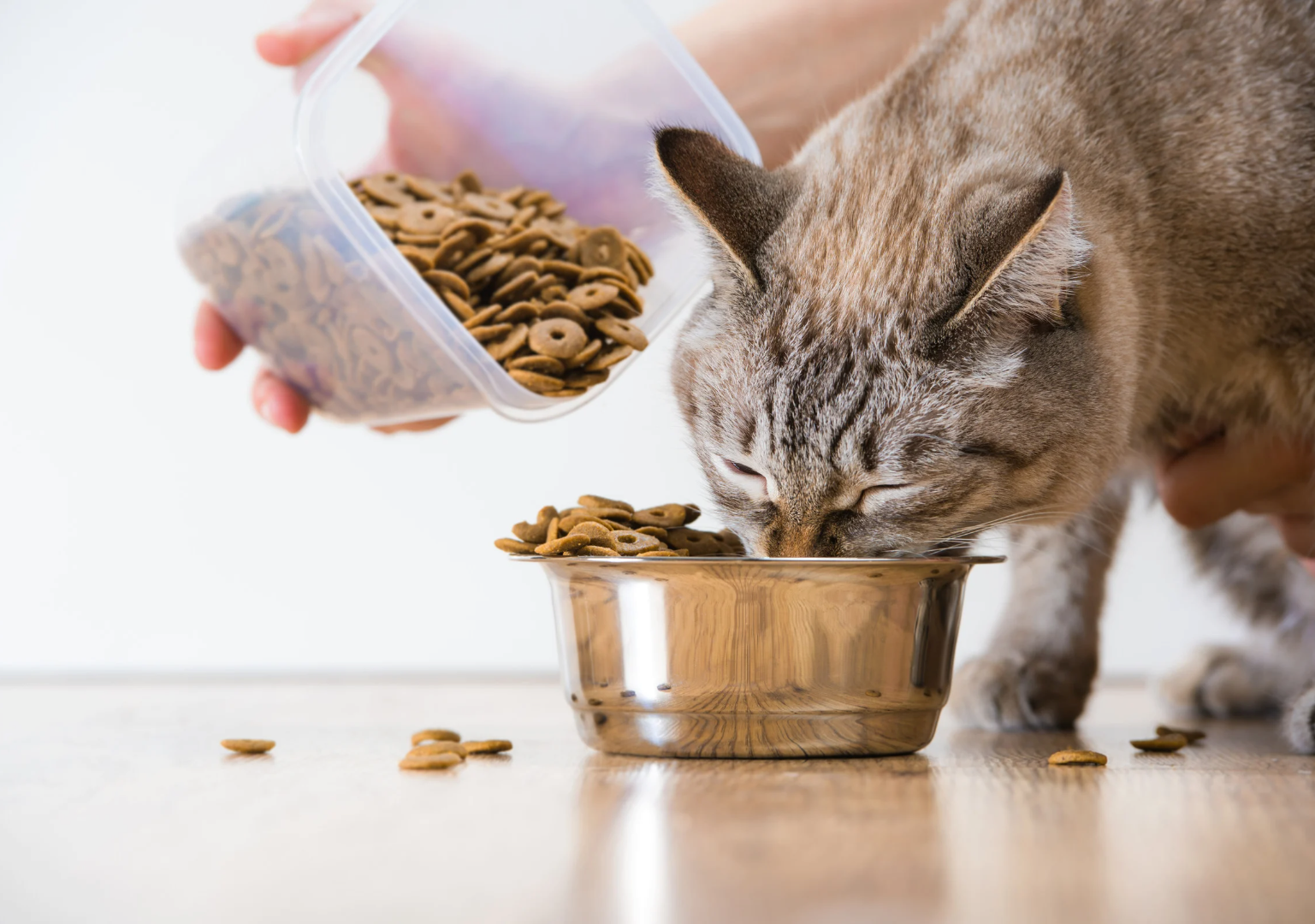 寵物飼料, 狗狗主食罐, 貓咪主食罐, 主食罐推薦, 副食罐推薦, 無穀飼料, 有機寵物糧, 冷凍乾燥糧, 高肉量配方乾糧, 寵物罐頭推薦, 天然寵物糧, 寵物營養主食, 幼犬乾糧, 成犬濕糧, 高齡犬飼料, 幼貓乾糧, 老貓濕糧, 全齡貓主食糧, 低敏配方飼料, 腸胃保健飼料, 關節保健乾糧, 美毛護膚飼料, 控制體重飼料, 尿道保健飼料, 泌尿道健康配方, 心臟保健飼料, 牙齒清潔乾糧, 無穀飼料推薦, 寵物高蛋白飼料, 天然成分狗糧, 有機飼料品牌, 無添加飼料, 添加維生素礦物質, 寵物乾糧, 寵物濕糧, 寵物罐頭, 貓罐頭, 貓乾糧推介, 貓乾糧推介2025, 貓濕糧推介, 貓濕糧推介2025, 貓零食推介, 貓零食推介2025, 狗乾糧推介, 狗乾糧推介2025, 狗濕糧推介2025, 狗濕糧推介, 狗零食推介2025, 狗零食推介, 寵物保健, 寵物保健品 貓咪保健, 貓貓保健品 狗狗保健, 狗狗保健品, 狗狗益生菌, 貓貓益生菌, 寵物營養補充, 寵物營養食品, 貓用複合賴氨酸, 寵物毛髮保健, 狗毛髮保健, 貓毛髮保健, 狗關節保健, 貓關節保健, 狗腸胃保健, 貓腸