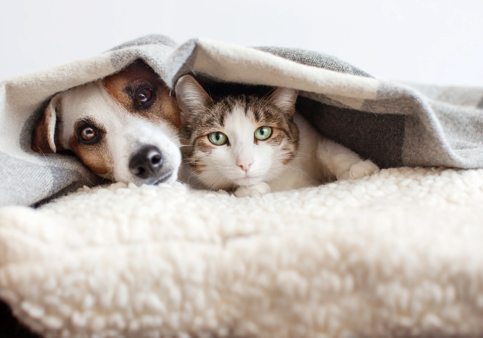 寵物飼料, 狗狗主食罐, 貓咪主食罐, 主食罐推薦, 副食罐推薦, 無穀飼料, 有機寵物糧, 冷凍乾燥糧, 高肉量配方乾糧, 寵物罐頭推薦, 天然寵物糧, 寵物營養主食, 幼犬乾糧, 成犬濕糧, 高齡犬飼料, 幼貓乾糧, 老貓濕糧, 全齡貓主食糧, 低敏配方飼料, 腸胃保健飼料, 關節保健乾糧, 美毛護膚飼料, 控制體重飼料, 尿道保健飼料, 泌尿道健康配方, 心臟保健飼料, 牙齒清潔乾糧, 無穀飼料推薦, 寵物高蛋白飼料, 天然成分狗糧, 有機飼料品牌, 無添加飼料, 添加維生素礦物質, 寵物乾糧, 寵物濕糧, 寵物罐頭, 貓罐頭, 貓乾糧推介, 貓乾糧推介2025, 貓濕糧推介, 貓濕糧推介2025, 貓零食推介, 貓零食推介2025, 狗乾糧推介, 狗乾糧推介2025, 狗濕糧推介2025, 狗濕糧推介, 狗零食推介2025, 狗零食推介, 寵物保健, 寵物保健品 貓咪保健, 貓貓保健品 狗狗保健, 狗狗保健品, 狗狗益生菌, 貓貓益生菌, 寵物營養補充, 寵物營養食品, 貓用複合賴氨酸, 寵物毛髮保健, 狗毛髮保健, 貓毛髮保健, 狗關節保健, 貓關節保健, 狗腸胃保健, 貓腸