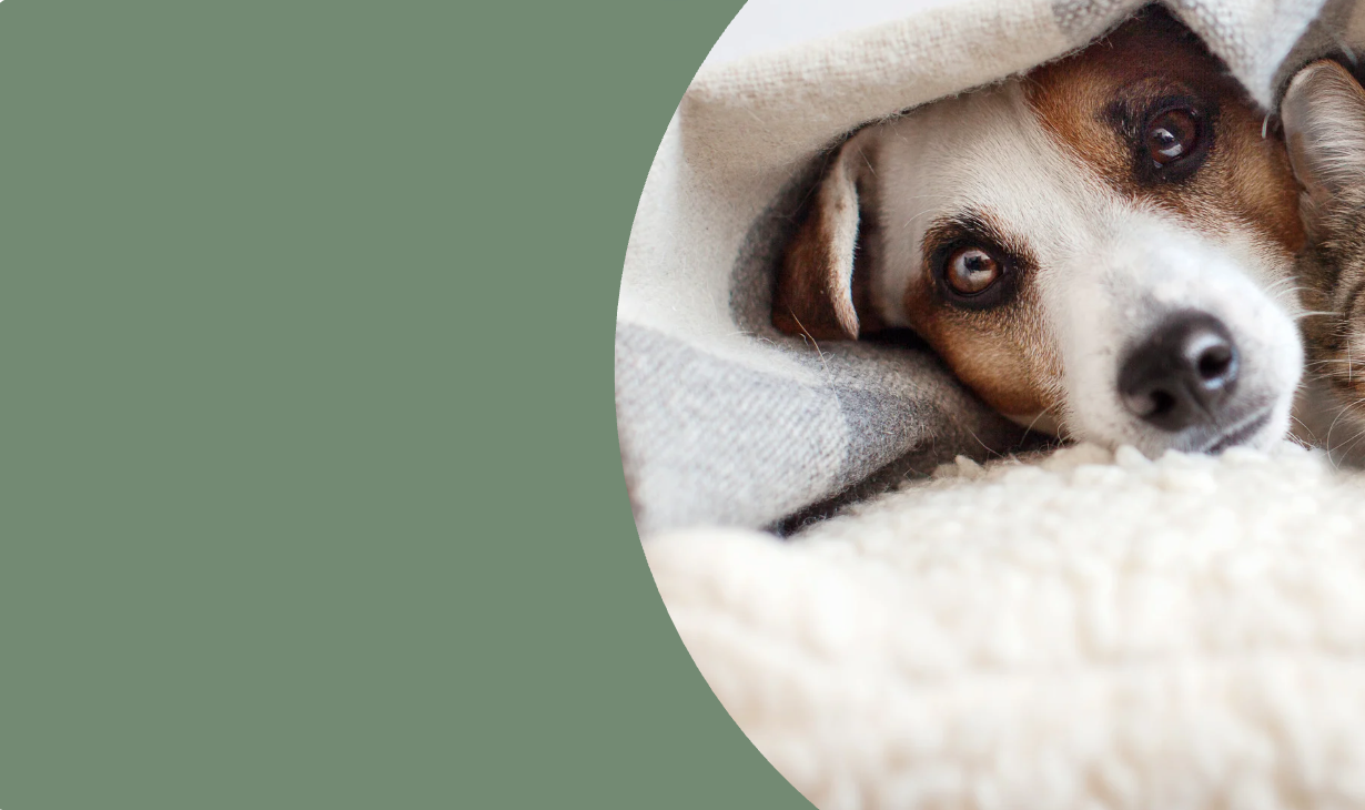 寵物飼料, 狗狗主食罐, 貓咪主食罐, 主食罐推薦, 副食罐推薦, 無穀飼料, 有機寵物糧, 冷凍乾燥糧, 高肉量配方乾糧, 寵物罐頭推薦, 天然寵物糧, 寵物營養主食, 幼犬乾糧, 成犬濕糧, 高齡犬飼料, 幼貓乾糧, 老貓濕糧, 全齡貓主食糧, 低敏配方飼料, 腸胃保健飼料, 關節保健乾糧, 美毛護膚飼料, 控制體重飼料, 尿道保健飼料, 泌尿道健康配方, 心臟保健飼料, 牙齒清潔乾糧, 無穀飼料推薦, 寵物高蛋白飼料, 天然成分狗糧, 有機飼料品牌, 無添加飼料, 添加維生素礦物質, 寵物乾糧, 寵物濕糧, 寵物罐頭, 貓罐頭, 貓乾糧推介, 貓乾糧推介2025, 貓濕糧推介, 貓濕糧推介2025, 貓零食推介, 貓零食推介2025, 狗乾糧推介, 狗乾糧推介2025, 狗濕糧推介2025, 狗濕糧推介, 狗零食推介2025, 狗零食推介, 寵物保健, 寵物保健品 貓咪保健, 貓貓保健品 狗狗保健, 狗狗保健品, 狗狗益生菌, 貓貓益生菌, 寵物營養補充, 寵物營養食品, 貓用複合賴氨酸, 寵物毛髮保健, 狗毛髮保健, 貓毛髮保健, 狗關節保健, 貓關節保健, 狗腸胃保健, 貓腸