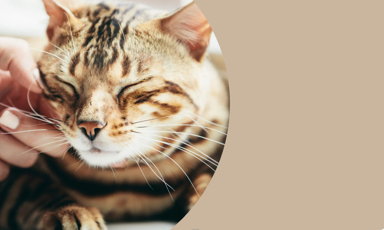 寵物飼料, 狗狗主食罐, 貓咪主食罐, 主食罐推薦, 副食罐推薦, 無穀飼料, 有機寵物糧, 冷凍乾燥糧, 高肉量配方乾糧, 寵物罐頭推薦, 天然寵物糧, 寵物營養主食, 幼犬乾糧, 成犬濕糧, 高齡犬飼料, 幼貓乾糧, 老貓濕糧, 全齡貓主食糧, 低敏配方飼料, 腸胃保健飼料, 關節保健乾糧, 美毛護膚飼料, 控制體重飼料, 尿道保健飼料, 泌尿道健康配方, 心臟保健飼料, 牙齒清潔乾糧, 無穀飼料推薦, 寵物高蛋白飼料, 天然成分狗糧, 有機飼料品牌, 無添加飼料, 添加維生素礦物質, 寵物乾糧, 寵物濕糧, 寵物罐頭, 貓罐頭, 貓乾糧推介, 貓乾糧推介2025, 貓濕糧推介, 貓濕糧推介2025, 貓零食推介, 貓零食推介2025, 狗乾糧推介, 狗乾糧推介2025, 狗濕糧推介2025, 狗濕糧推介, 狗零食推介2025, 狗零食推介, 寵物保健, 寵物保健品 貓咪保健, 貓貓保健品 狗狗保健, 狗狗保健品, 狗狗益生菌, 貓貓益生菌, 寵物營養補充, 寵物營養食品, 貓用複合賴氨酸, 寵物毛髮保健, 狗毛髮保健, 貓毛髮保健, 狗關節保健, 貓關節保健, 狗腸胃保健, 貓腸